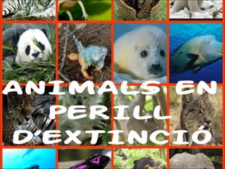 ANIMALS EN 
PERILL 
D’EXTINCIÓ 
 
