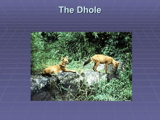 The Dhole 