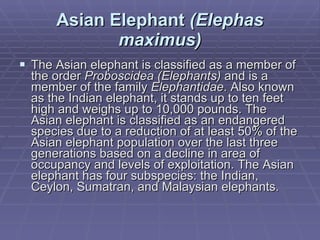 Asian Elephant  (Elephas maximus) The Asian elephant is classified as a member of the order  Proboscidea (Elephants)  and is a member of the family  Elephantidae . Also known as the Indian elephant, it stands up to ten feet high and weighs up to 10,000 pounds. The Asian elephant is classified as an endangered species due to a reduction of at least 50% of the Asian elephant population over the last three generations based on a decline in area of occupancy and levels of exploitation. The Asian elephant has four subspecies: the Indian, Ceylon, Sumatran, and Malaysian elephants. 