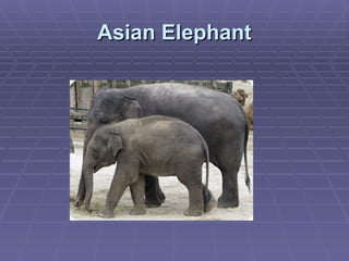 Asian Elephant 