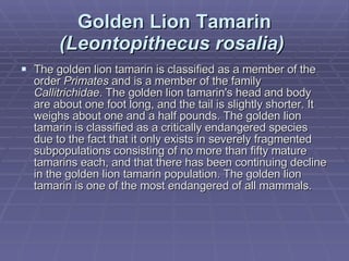 Golden Lion Tamarin  (Leontopithecus rosalia)   The golden lion tamarin is classified as a member of the order  Primates  and is a member of the family  Callitrichidae . The golden lion tamarin's head and body are about one foot long, and the tail is slightly shorter. It weighs about one and a half pounds. The golden lion tamarin is classified as a critically endangered species due to the fact that it only exists in severely fragmented subpopulations consisting of no more than fifty mature tamarins each, and that there has been continuing decline in the golden lion tamarin population. The golden lion tamarin is one of the most endangered of all mammals. 