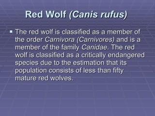 Red Wolf  (Canis rufus)   The red wolf is classified as a member of the order  Carnivora (Carnivores)  and is a member of the family  Canidae . The red wolf is classified as a critically endangered species due to the estimation that its population consists of less than fifty mature red wolves. 