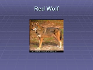 Red Wolf 