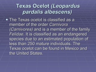 Texas Ocelot  (Leopardus pardalis albescens)   The Texas ocelot is classified as a member of the order  Carnivora (Carnivores)  and is a member of the family  Felidae . It is classified as an endangered species due to an estimated population of less than 250 mature individuals. The Texas ocelot can be found in Mexico and the United States. 