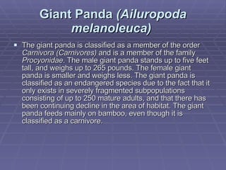 Giant Panda  (Ailuropoda melanoleuca)   The giant panda is classified as a member of the order  Carnivora (Carnivores)  and is a member of the family  Procyonidae . The male giant panda stands up to five feet tall, and weighs up to 265 pounds. The female giant panda is smaller and weighs less. The giant panda is classified as an endangered species due to the fact that it only exists in severely fragmented subpopulations consisting of up to 250 mature adults, and that there has been continuing decline in the area of habitat. The giant panda feeds mainly on bamboo, even though it is classified as a carnivore. 