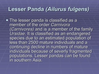 Lesser Panda  (Ailurus fulgens)   The lesser panda is classified as a member of the order  Carnivora (Carnivores)  and is a member of the family  Ursidae . It is classified as an endangered species due to an estimated population of less than 2500 mature individuals and a continuing decline in numbers of mature individuals because of severly fragmented populations. Lesser pandas can be found in southern Asia. 