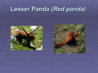 Lesser Panda  (Red panda)   