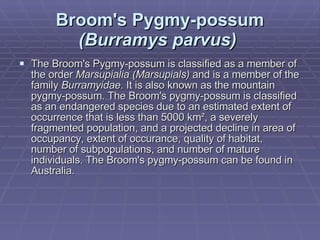 Broom's Pygmy-possum  (Burramys parvus)   The Broom's Pygmy-possum is classified as a member of the order  Marsupialia (Marsupials)  and is a member of the family  Burramyidae . It is also known as the mountain pygmy-possum. The Broom's pygmy-possum is classified as an endangered species due to an estimated extent of occurrence that is less than 5000 km², a severely fragmented population, and a projected decline in area of occupancy, extent of occurance, quality of habitat, number of subpopulations, and number of mature individuals. The Broom's pygmy-possum can be found in Australia. 