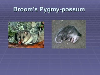 Broom's Pygmy-possum   