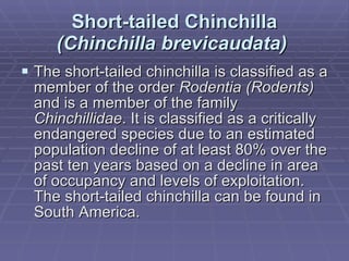 Short-tailed Chinchilla  (Chinchilla brevicaudata)   The short-tailed chinchilla is classified as a member of the order  Rodentia (Rodents)  and is a member of the family  Chinchillidae . It is classified as a critically endangered species due to an estimated population decline of at least 80% over the past ten years based on a decline in area of occupancy and levels of exploitation. The short-tailed chinchilla can be found in South America. 