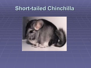 Short-tailed Chinchilla   