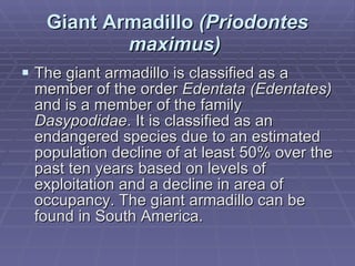 Giant Armadillo  (Priodontes maximus)   The giant armadillo is classified as a member of the order  Edentata (Edentates)  and is a member of the family  Dasypodidae . It is classified as an endangered species due to an estimated population decline of at least 50% over the past ten years based on levels of exploitation and a decline in area of occupancy. The giant armadillo can be found in South America. 