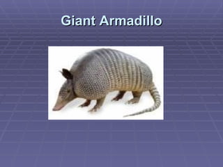 Giant Armadillo 