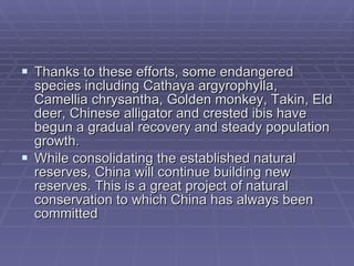 Thanks to these efforts, some endangered species including Cathaya argyrophylla, Camellia chrysantha, Golden monkey, Takin, Eld deer, Chinese alligator and crested ibis have begun a gradual recovery and steady population growth.  While consolidating the established natural reserves, China will continue building new reserves. This is a great project of natural conservation to which China has always been committed 