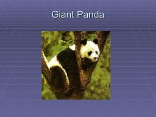 Giant Panda 