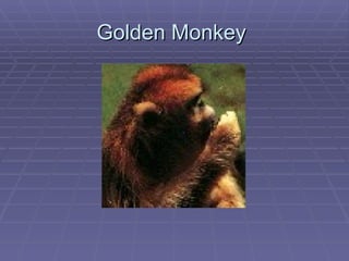 Golden Monkey  