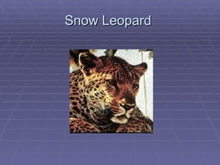 Snow Leopard  