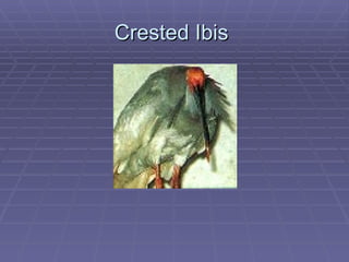 Crested Ibis  