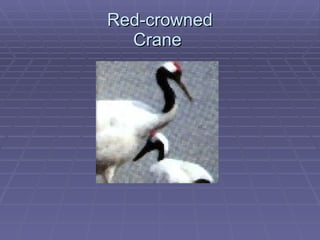 Red-crowned Crane  