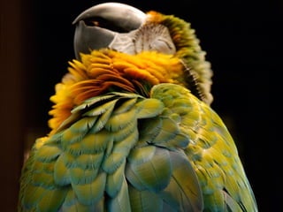 Animalsphotography catherine-130423062049-phpapp02