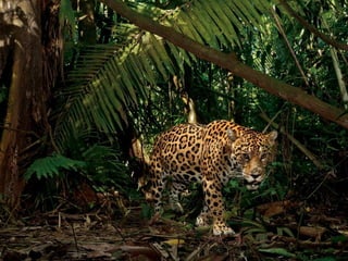Animalsphotography catherine-130423062049-phpapp02