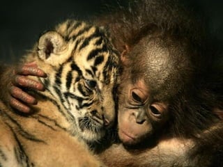 Animalsphotography catherine-130423062049-phpapp02