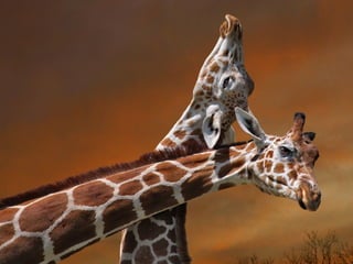 Animalsphotography catherine-130423062049-phpapp02