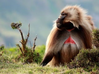 Animalsphotography catherine-130423062049-phpapp02