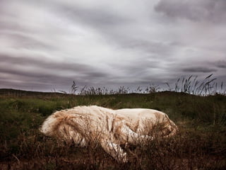 Animalsphotography catherine-130423062049-phpapp02