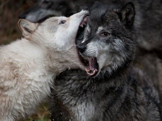 Animalsphotography catherine-130423062049-phpapp02