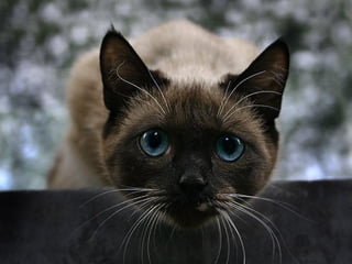 Animalsphotography catherine-130423062049-phpapp02