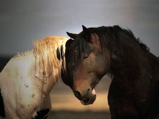 Animalsphotography catherine-130423062049-phpapp02