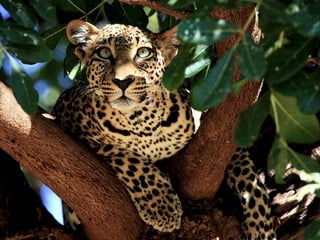 Animalsphotography catherine-130423062049-phpapp02
