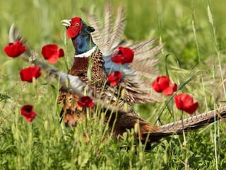 Animalsphotography catherine-130423062049-phpapp02