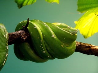 Animalsphotography catherine-130423062049-phpapp02