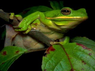 Animalsphotography catherine-130423062049-phpapp02
