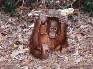 Animalsphotography catherine-130423062049-phpapp02