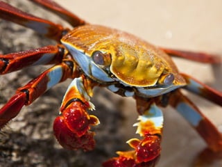 Animalsphotography catherine-130423062049-phpapp02