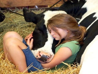 Animalsphotography catherine-130423062049-phpapp02