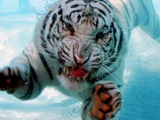 Animalsphotography catherine-130423062049-phpapp02