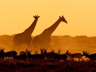 Animalsphotography catherine-130423062049-phpapp02