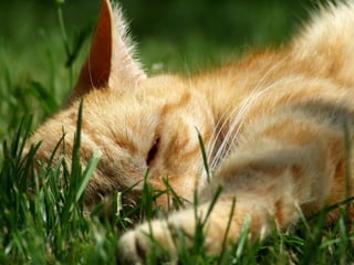 Animals photography (catherine)