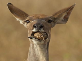 Animals photography (catherine)