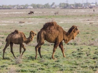 Animals photography (catherine)