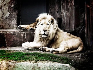 Animals photography (catherine)