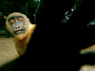 Animals photography (catherine)