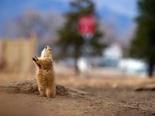 Animals photography (catherine)