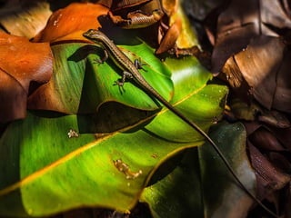 Animals photography (catherine)