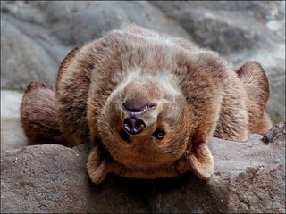 Animals photography (catherine)