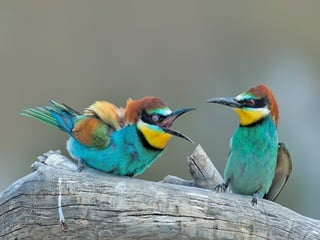 Animals photography (catherine)